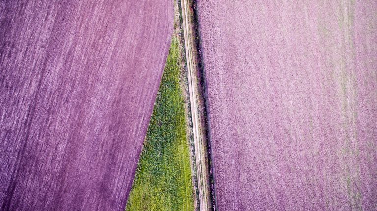 Aerial shot of green fields contrasted against purple